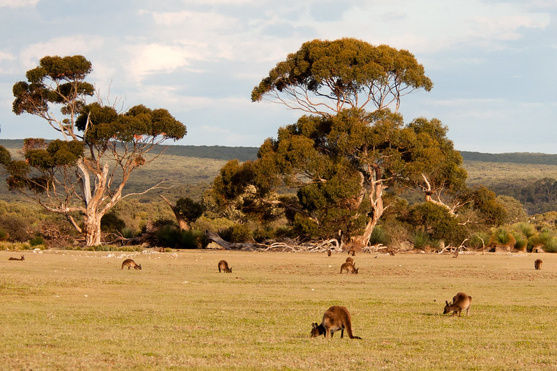 Kangaroo island in Australia