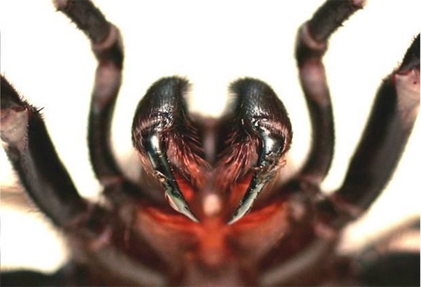 funnel web spider